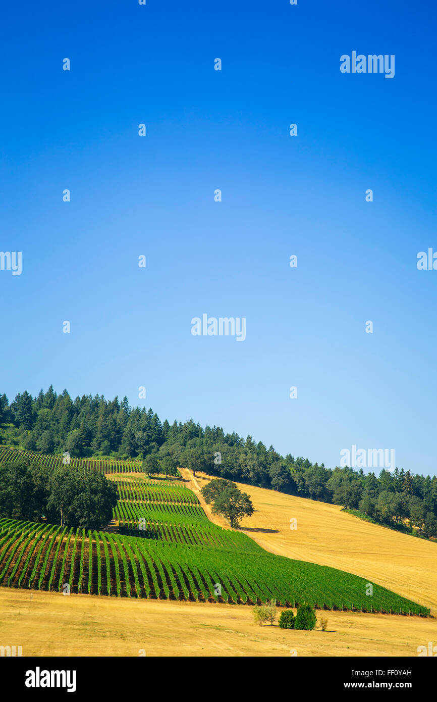 Vista aerea delle colture sulla collina rurale Foto Stock