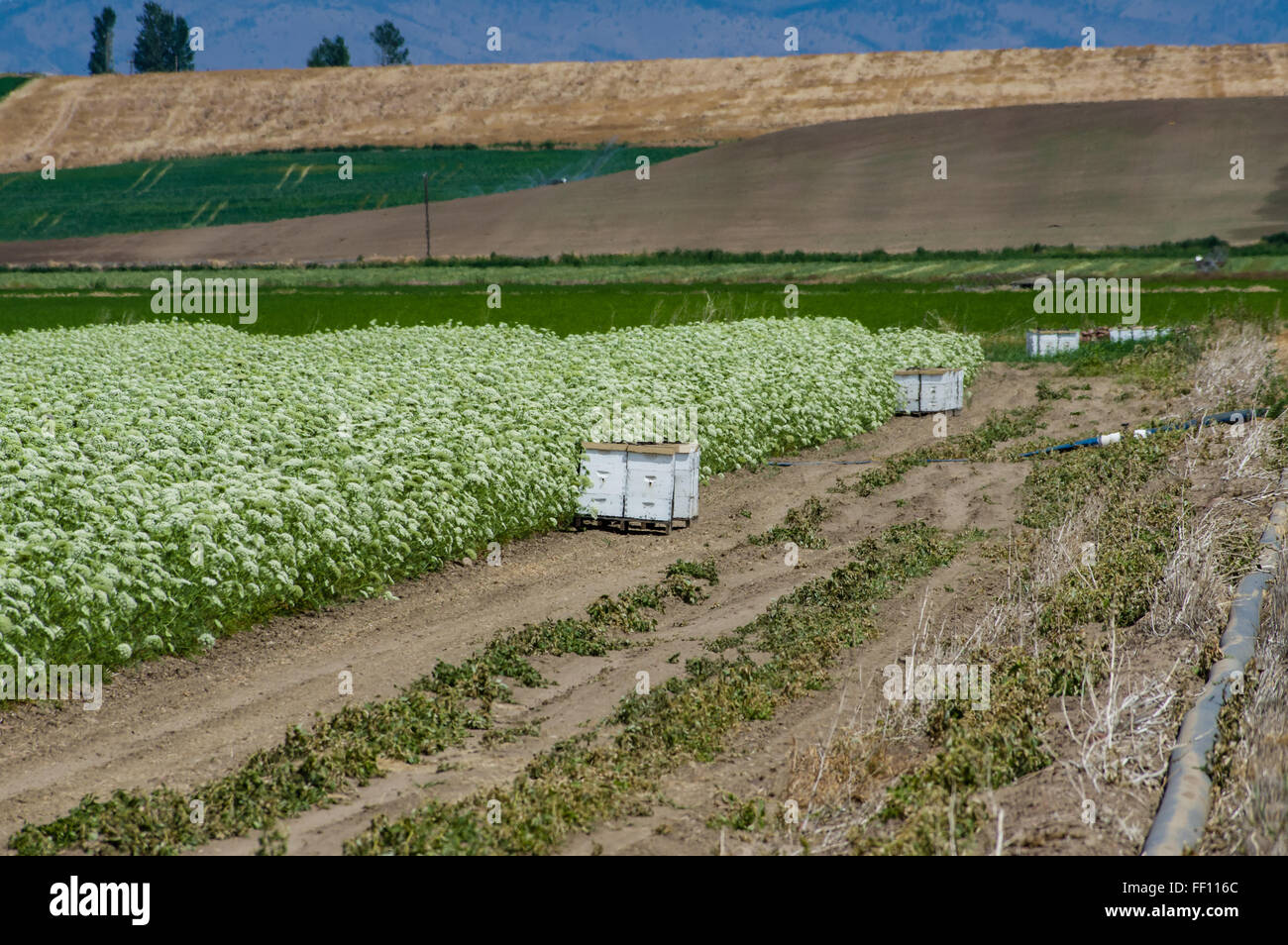 Campo di carota le piante coltivate per la raccolta di semi per la produzione futura. Oregon orientale Foto Stock