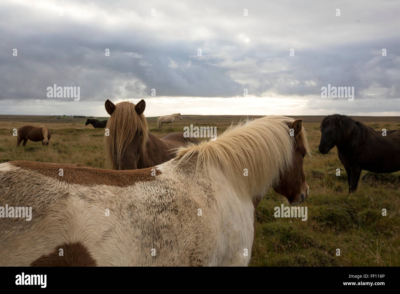 Allevamento di cavalli in campo rurale Foto Stock