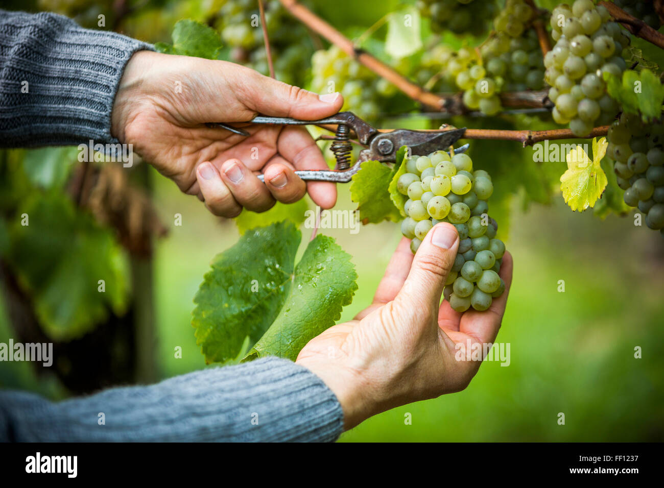 L'agricoltore caucasica ritaglio di uve di vitigno Foto Stock