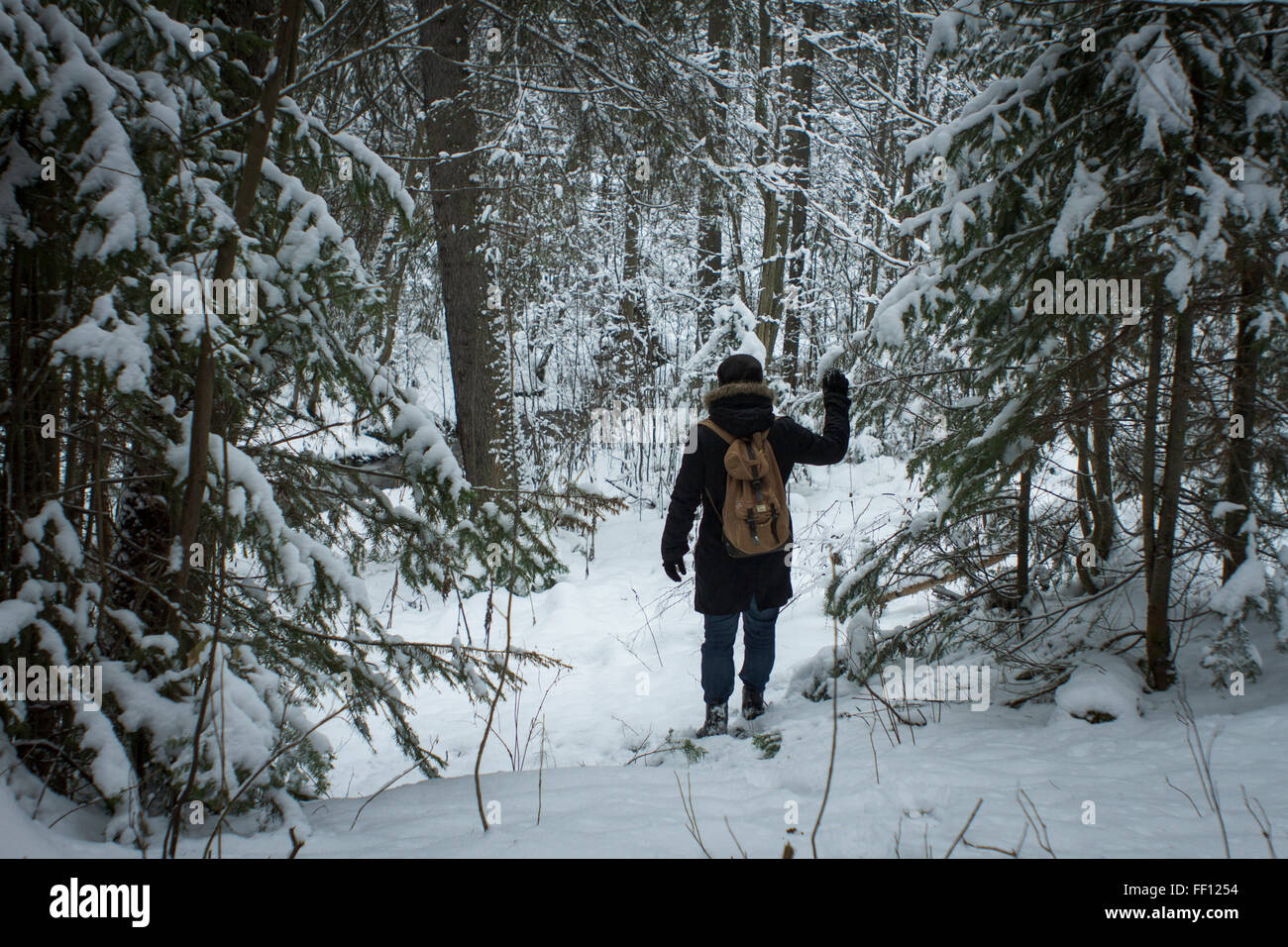 Escursionista caucasica passeggiate nel bosco innevato Foto Stock
