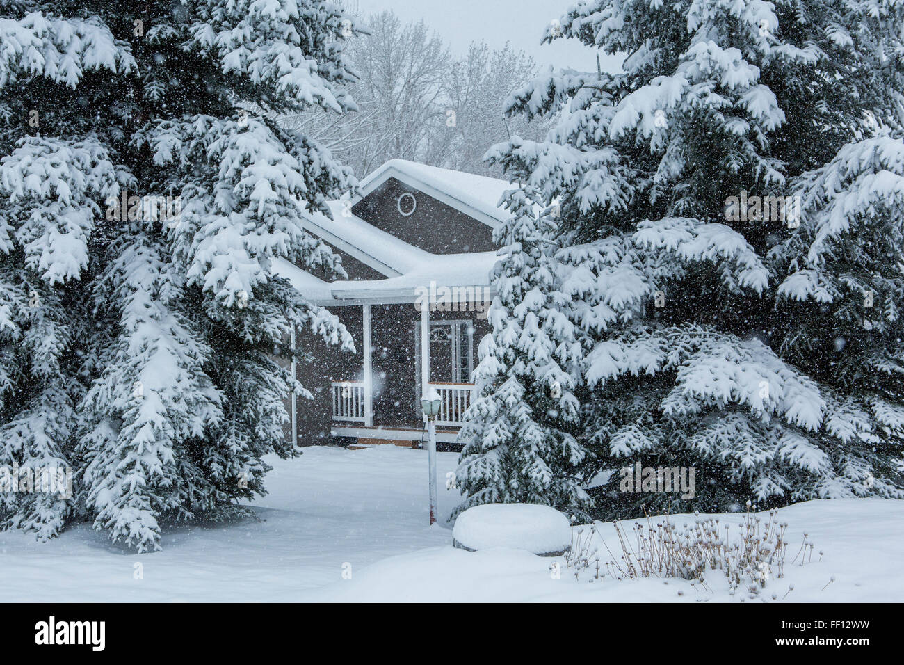 Casa e alberi in snowy cortile anteriore Foto Stock