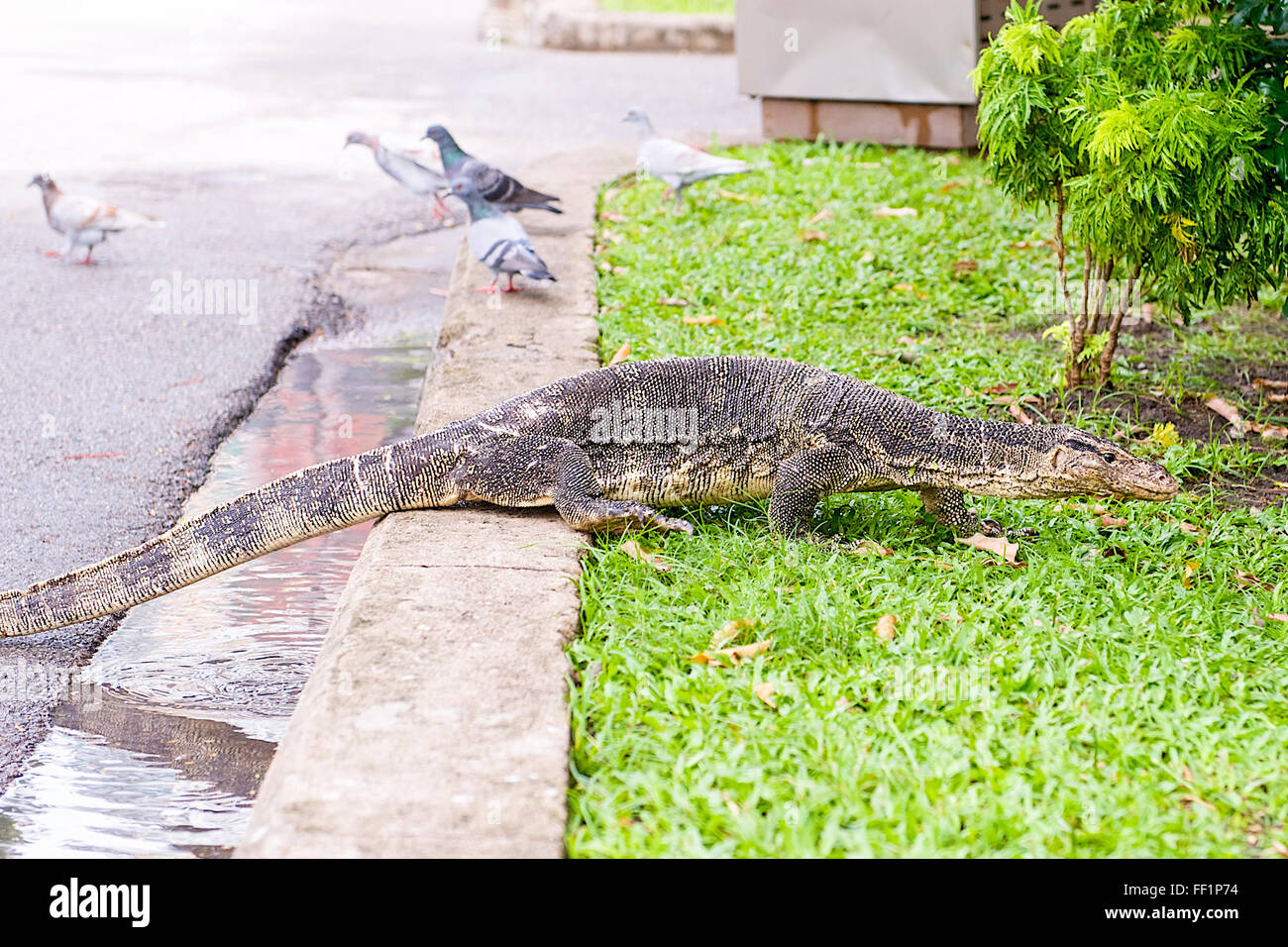 Un monitor lizard nel Parco Lumphinee Bangkok in Thailandia Foto Stock