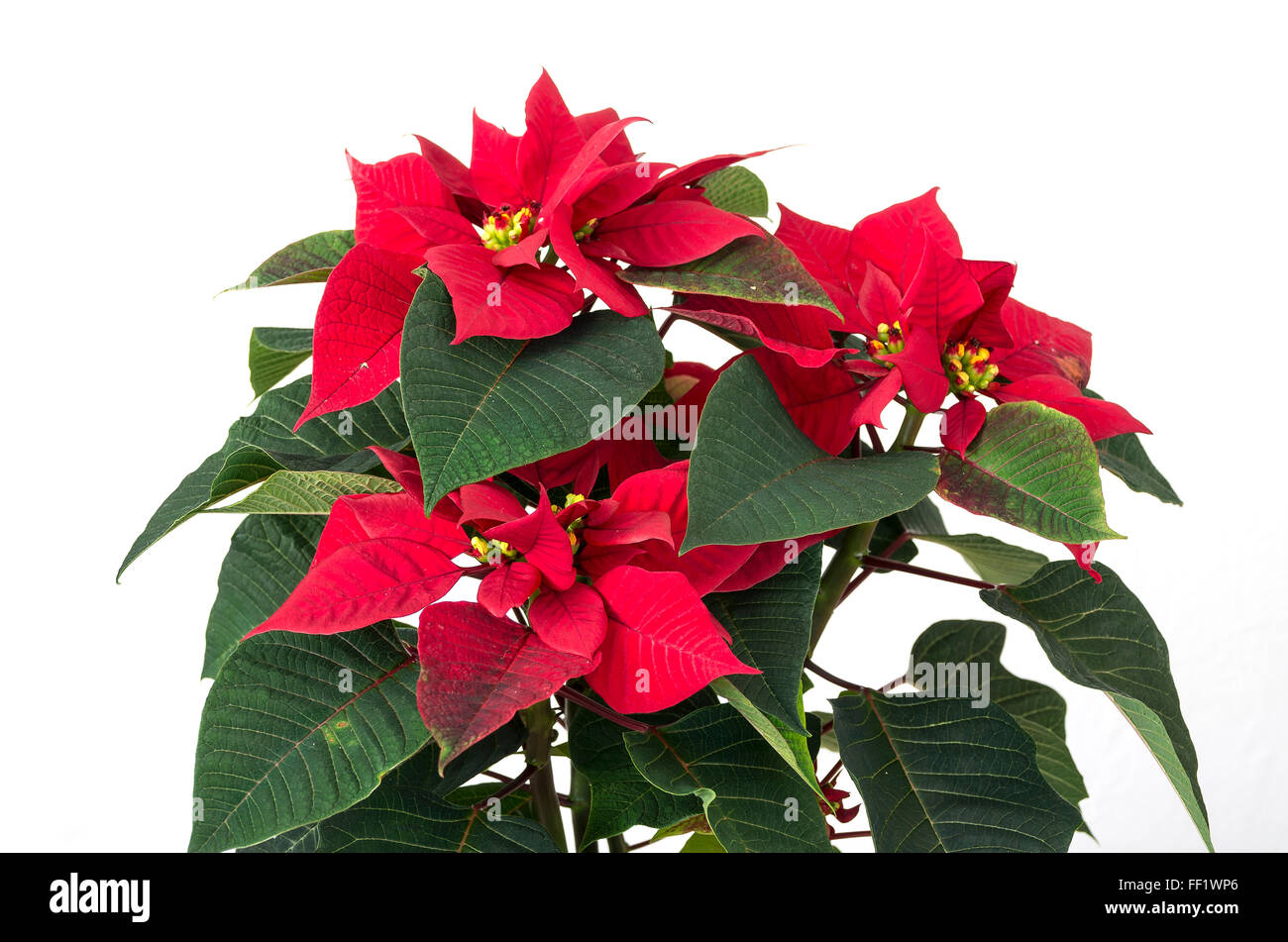Euphorbia pulcherrima un popolare Natale casa indoor impianto NEL REGNO UNITO Foto Stock