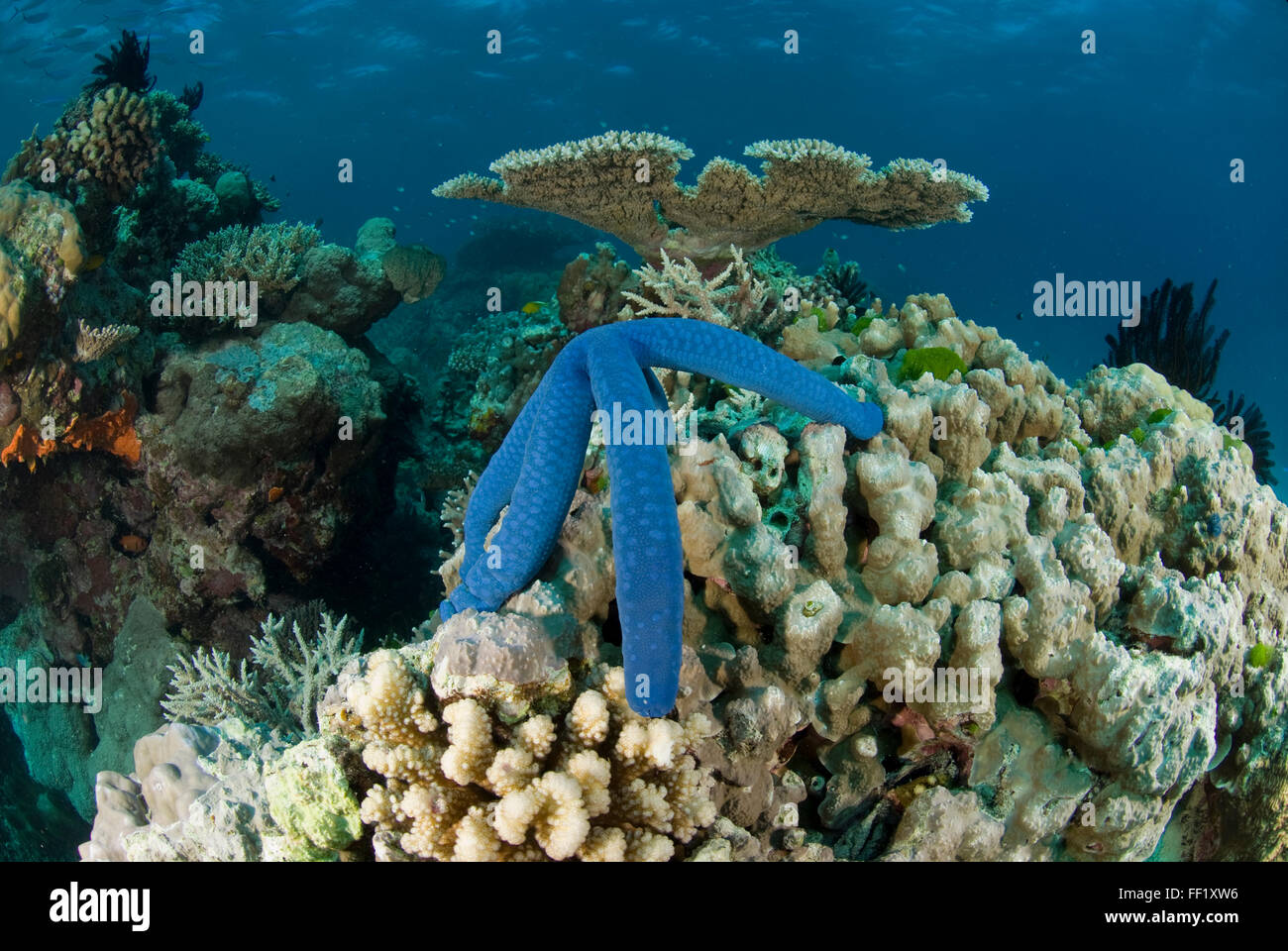 Stella blu sulla barriera corallina, Linckia laevigata Foto Stock
