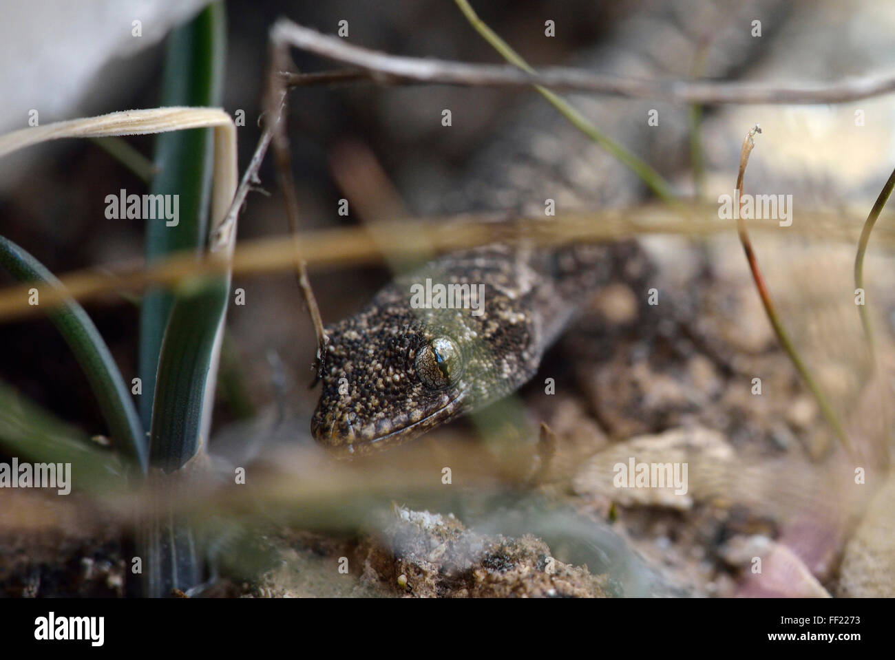 Mediterraneo o bagno turco Gecko - Hemidactylus turcicus su Chalk Rock Foto Stock