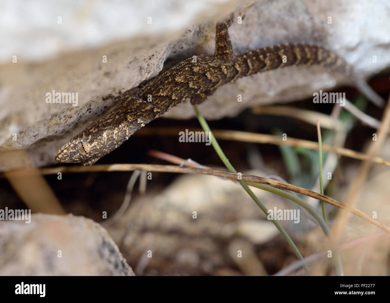 Mediterraneo o bagno turco Gecko - Hemidactylus turcicus su Chalk Rock Foto Stock