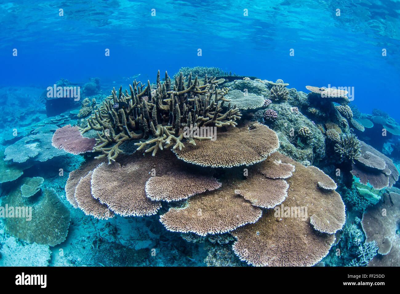 Underwater profusione di piastra rigida coralli a Pulau Setaih Isola Arcipelago Natuna, Indonesia, Asia sud-orientale, Asia Foto Stock