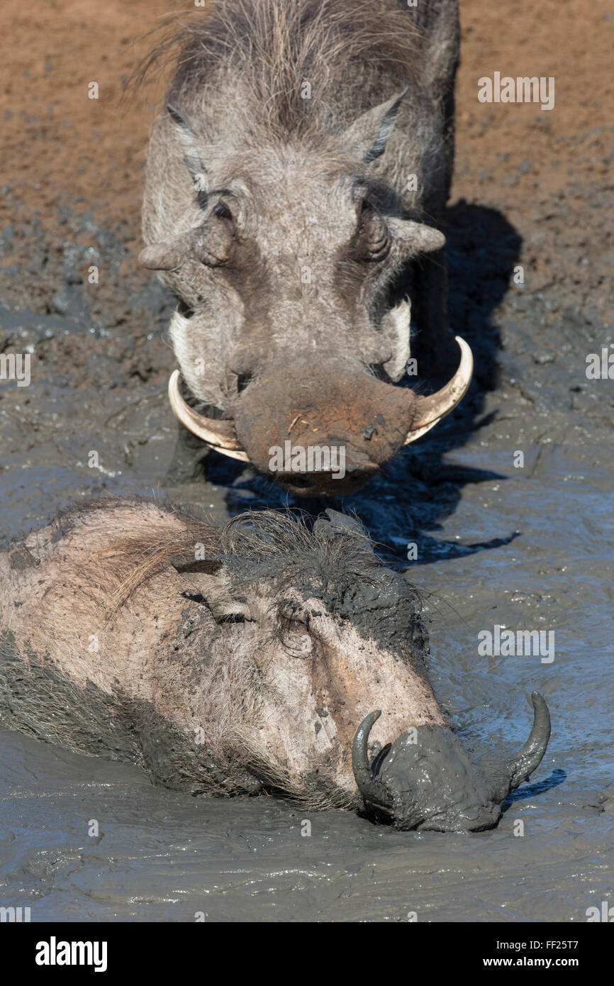 Warthog (Phacochoerus aethiopicus) mudbathing, Mkhuze Game Reserve, KwaZuRMu-NataRM, Sud Africa e Africa Foto Stock