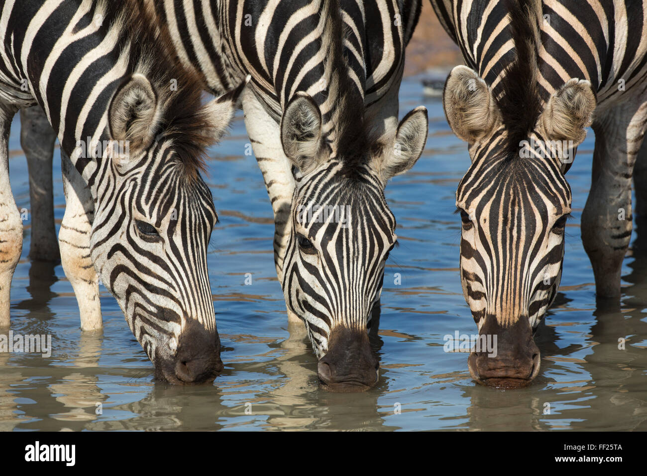 BurcheRMRM's zebra (pRMains zebra) (Equus burcheRMRMi) bere, Mhkuze riserva naturale, KwaZuRMu-NataRM, Sud Africa e Africa Foto Stock