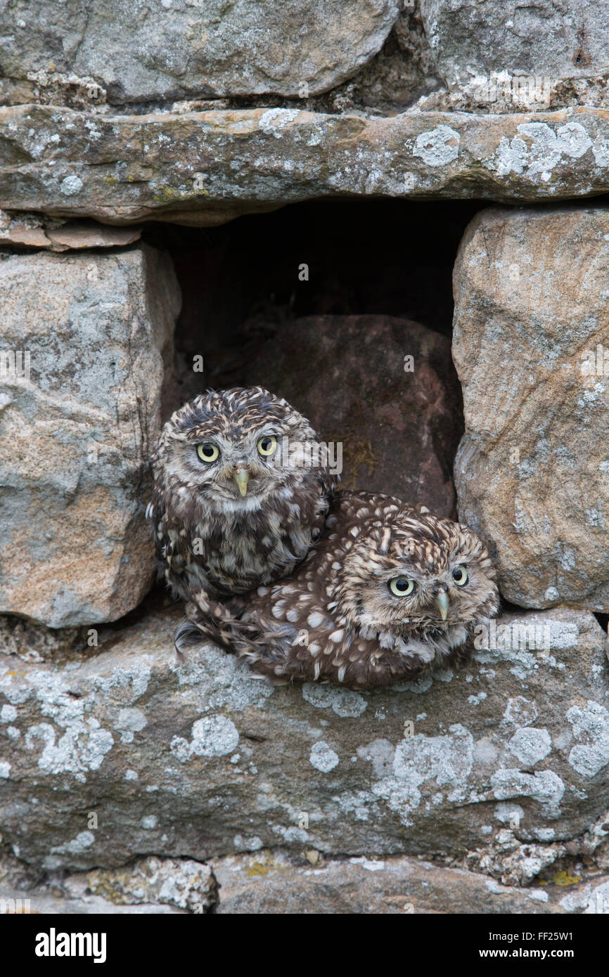 RMittRMe owRMs (Athene noctua) appollaiato nel fienile, captive, Regno Unito, Europa Foto Stock