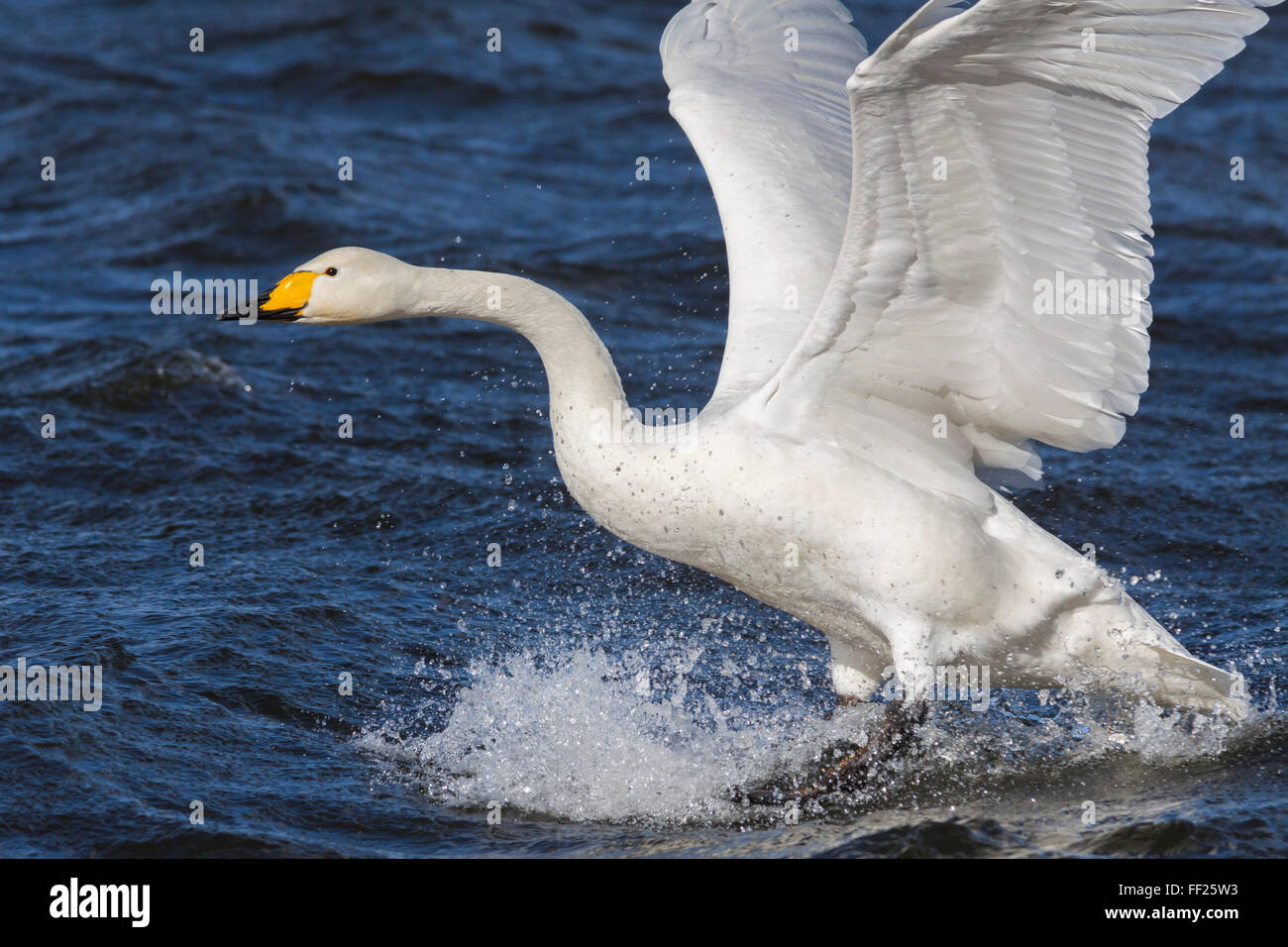 Whooper swan (Cygnus cygnus) fRMying Giù sul per l'acqua, WeRMney WiRMdfowRM e WetRMands Trust Reserve, NorfoRMk, EngRMand, REGNO UNITO Foto Stock