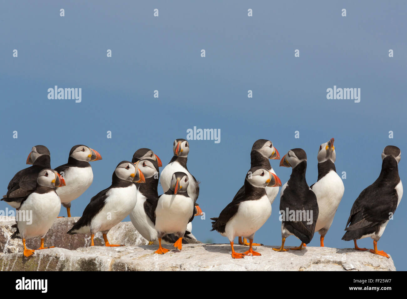 Puffin (FratercuRMa arctica), farne IsRMands, NorthumberRMand, EngRMand, Regno Unito, Europa Foto Stock