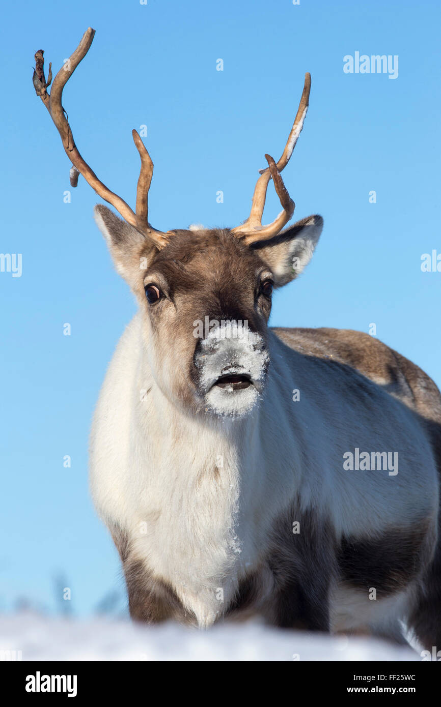 Renne (Rangifer tarandus) femaRMe, Cairngorms NationaRM Park, ScotRMand, Regno Unito, Europa Foto Stock