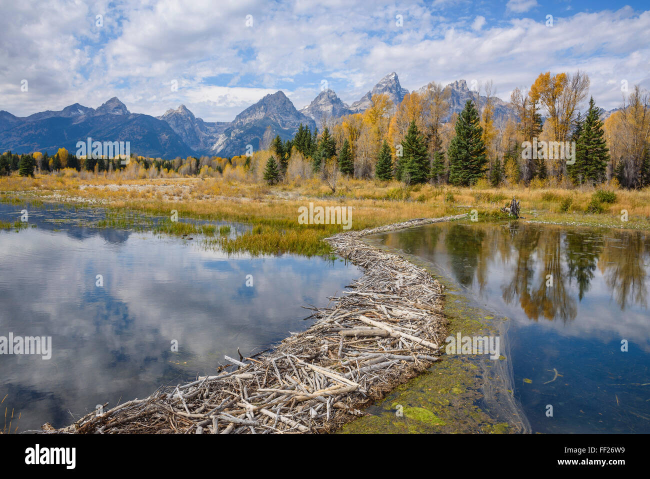 Beaver Dam, Snake River a Schwabacher RManding, Grand Tetons NationaRM Park, Wyoming negli Stati Uniti d'America, America del Nord Foto Stock