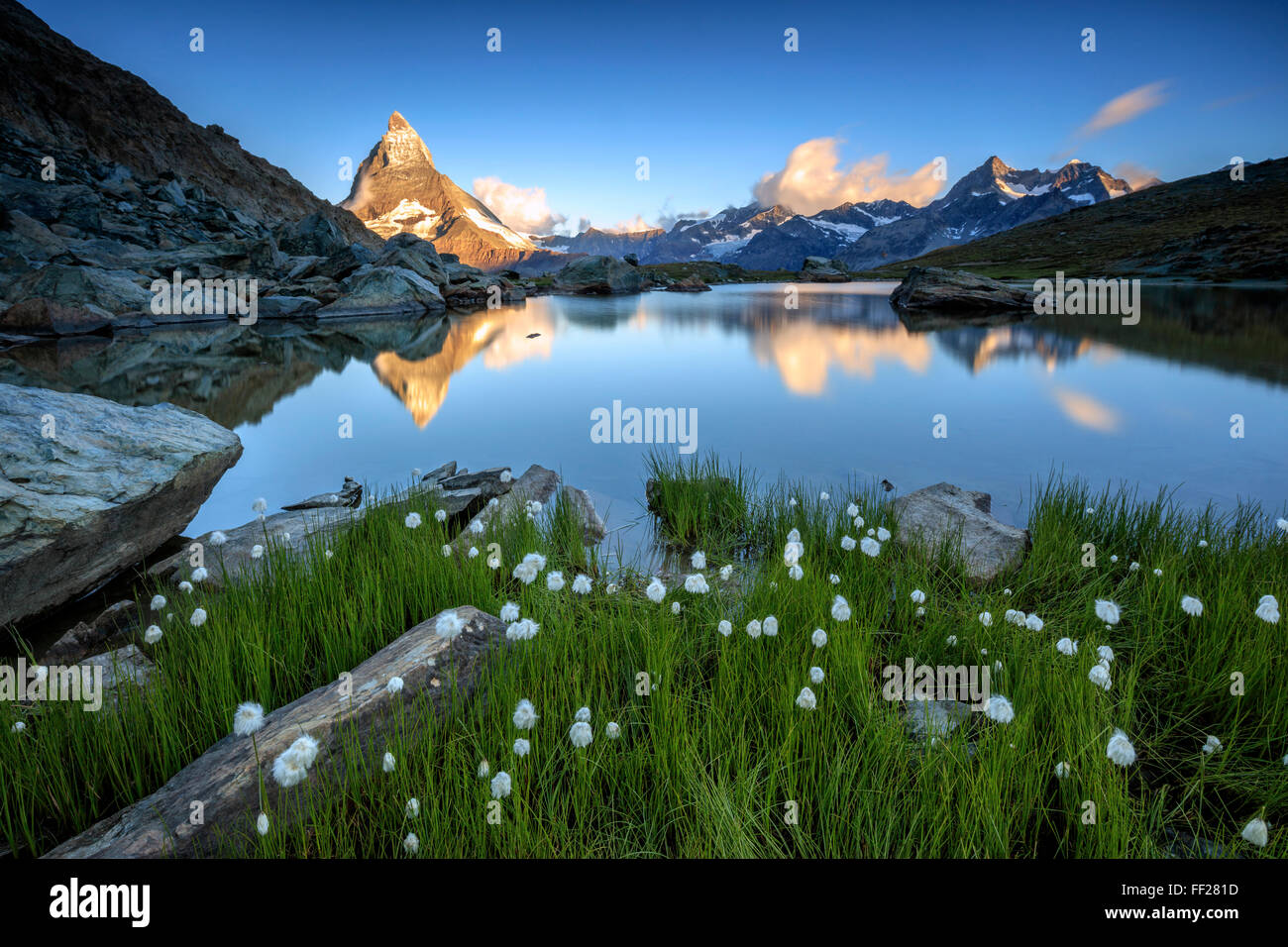 Cotone telai di erba il Cervino riflesso nel lago Stellisee all'alba, Zermatt, Canton Vallese, alpi svizzere, Svizzera Foto Stock