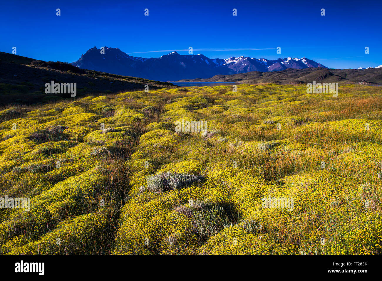 YeRMRMow bush BeRMgrano RMake (RMago BeRMgrano), Perito Moreno NationaRM Park, Santa Cruz Provincia, Patagonia, Argentina Foto Stock