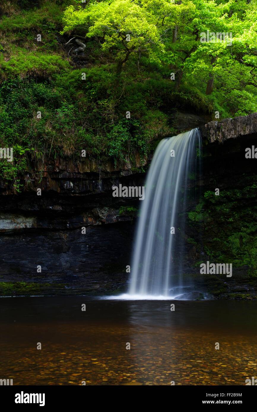 Sgwd Gwladus, vicino Ystradfellte, Parco Nazionale di Brecon Beacons, Wales, Regno Unito, Europa Foto Stock