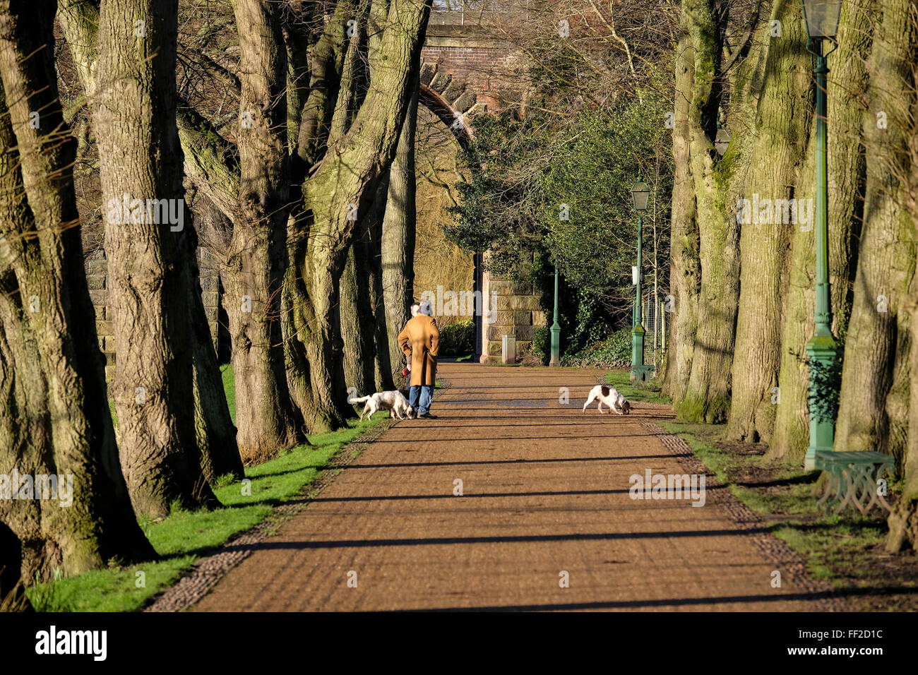 Preston, Regno Unito. Il 10 febbraio 2016. Regno Unito Meteo. Dog walkers gode di una posizione soleggiata per iniziare la giornata nel parco Avenham, Preston. Credito: Paolo Melling/Alamy Live News Foto Stock