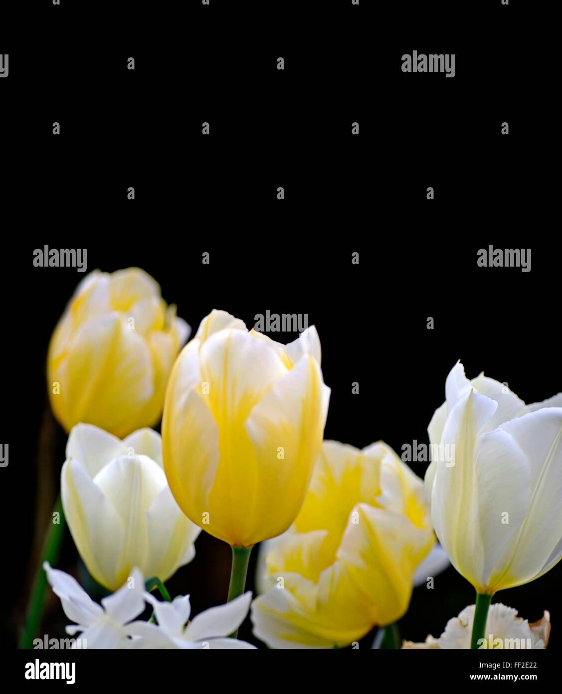 Tulipani gialli e crema e bianco su sfondo scuro Foto Stock