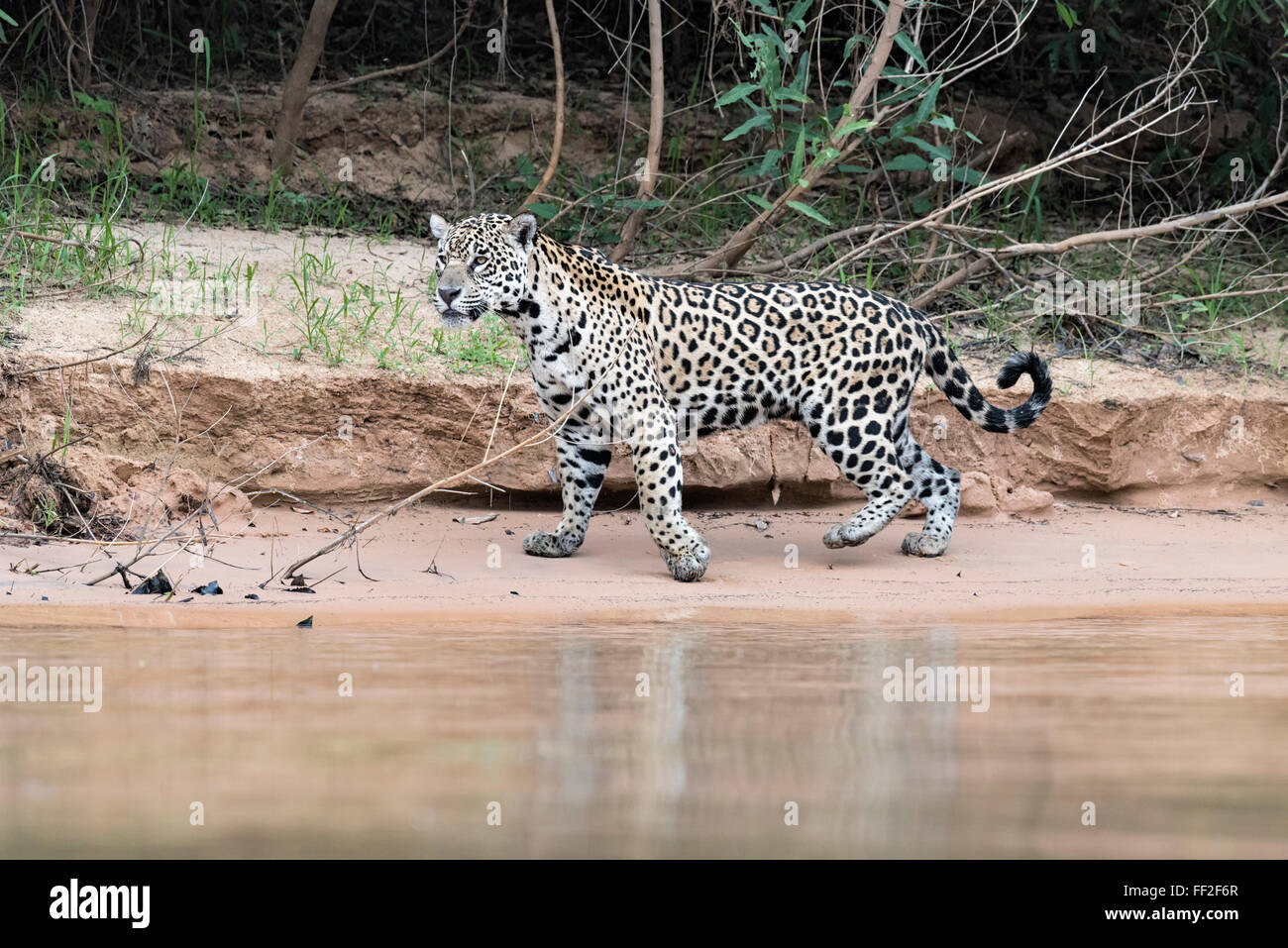 Jaguar (Panthera onca) su un argine, Cuiaba river, PantanaRM, Mato Grosso, BraziRM, Sud America Foto Stock