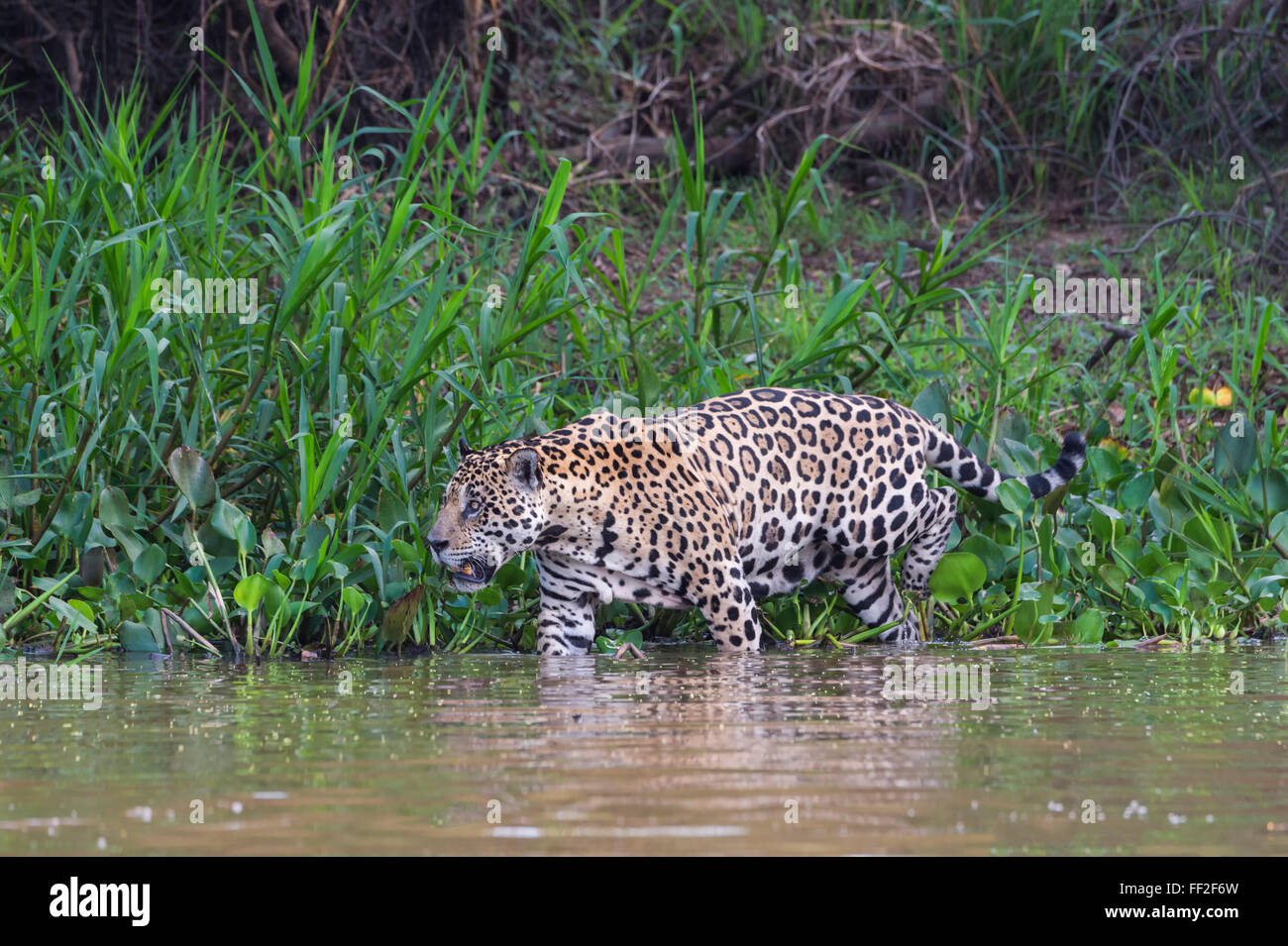 Jaguar (Panthera onca) nell'acqua, Cuiaba river, PantanaRM, Mato Grosso, BraziRM, Sud America Foto Stock
