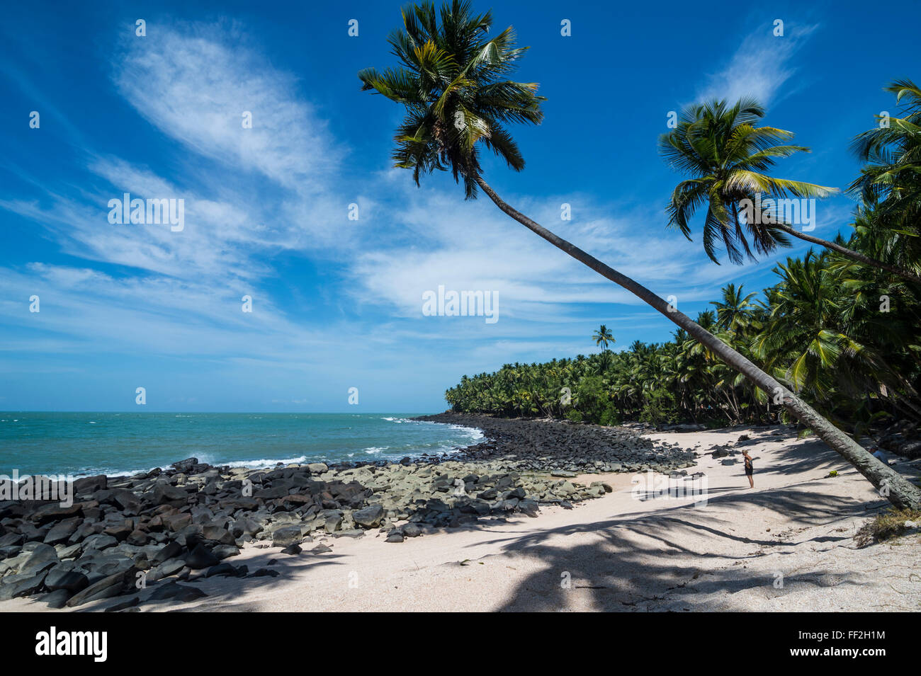 PaRMm albero su di una spiaggia di sabbia bianca su san Giuseppe IsRMand, IRMes du SaRMut, Guiana francese, Dipartimento di Francia, Sud America Foto Stock