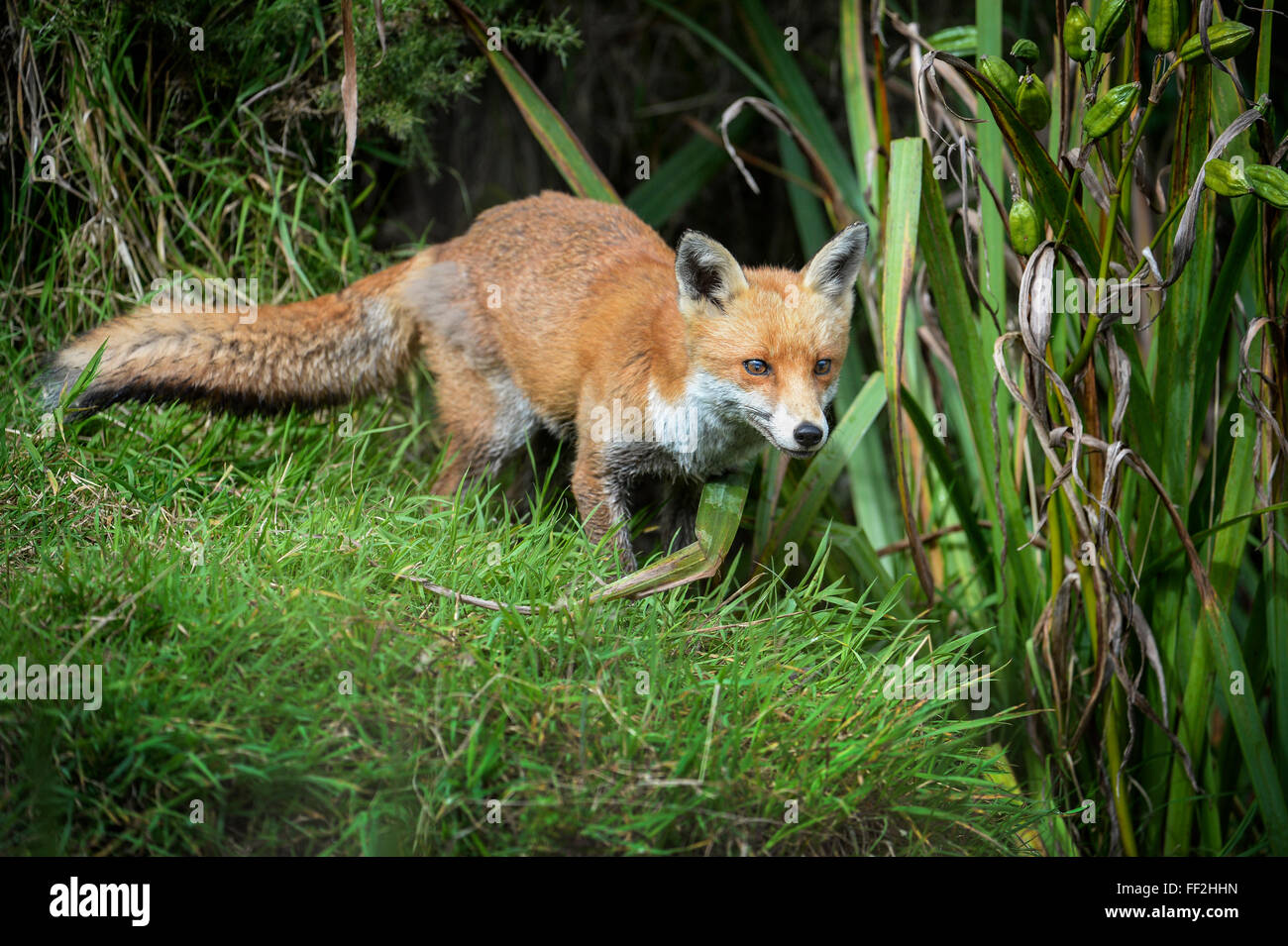 Red Fox (VuRMpes vuRMpes), Devon, EngRMand, Regno Unito, Europa Foto Stock