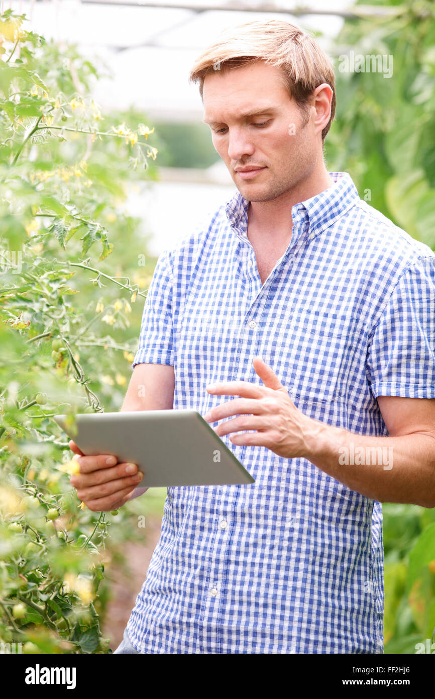 Agricoltore in serra controllo di piante di pomodoro con tavoletta digitale Foto Stock