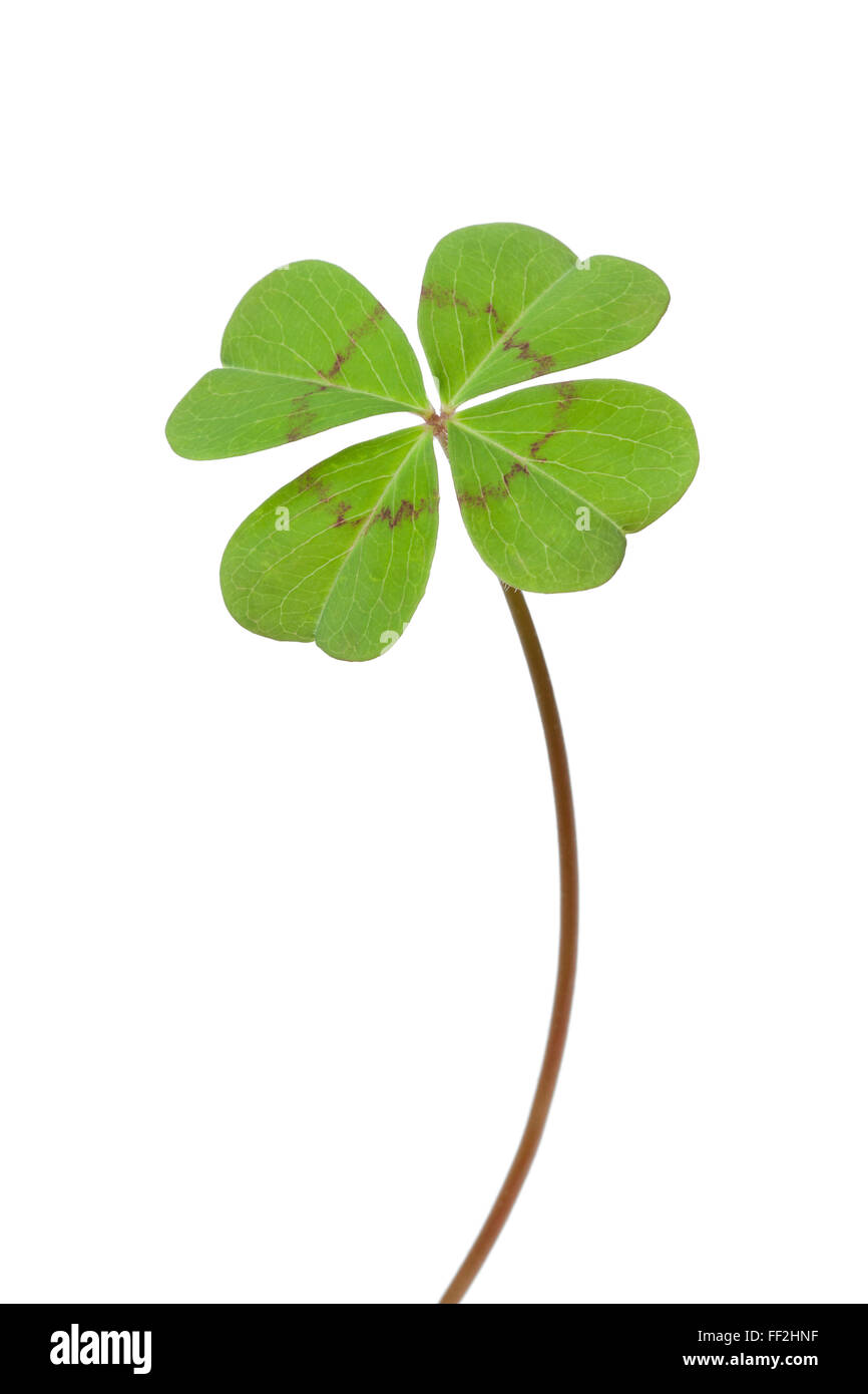 Fresco verde foglia di trifoglio quattro su sfondo bianco Foto Stock