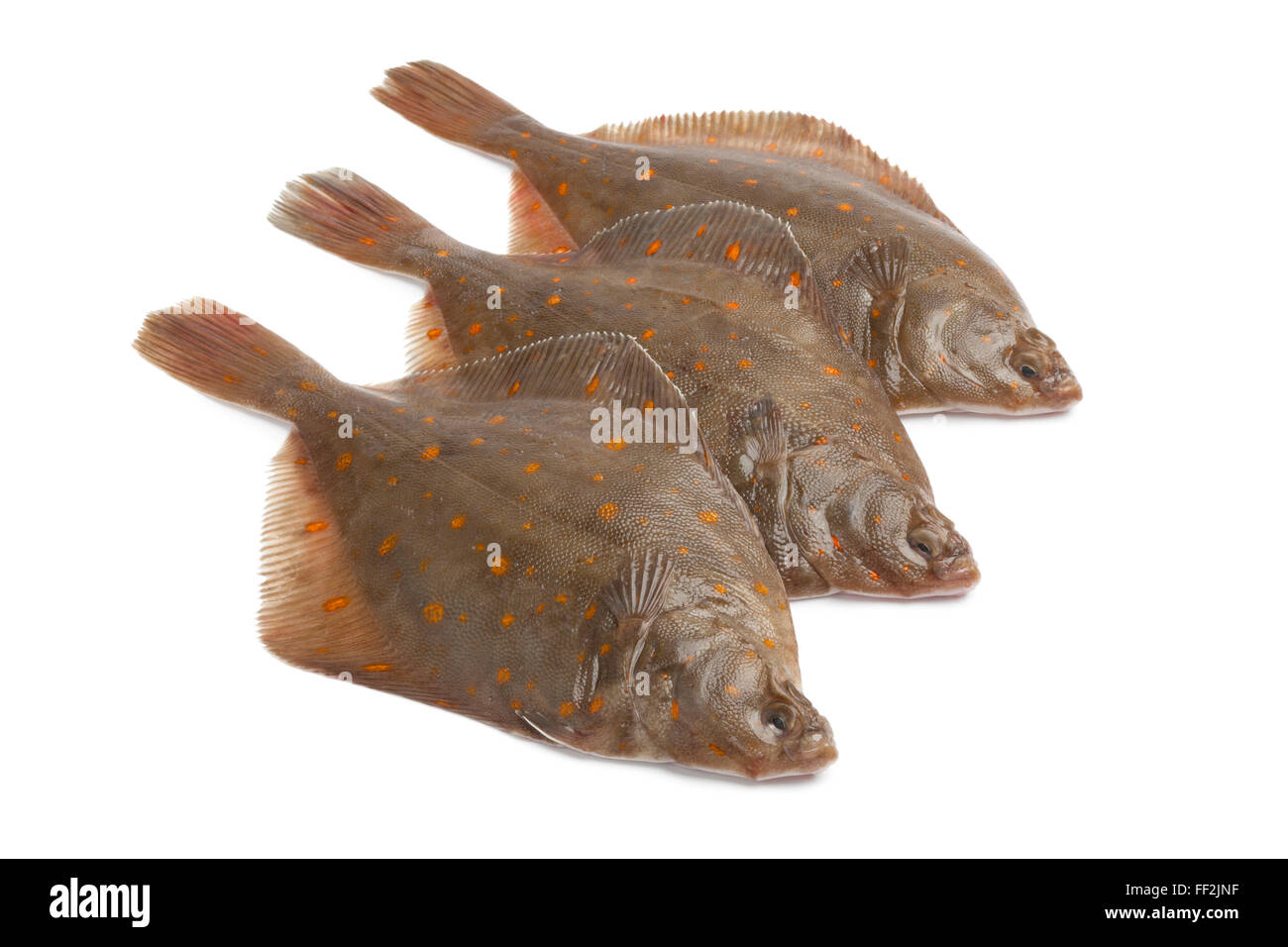 Crudo fresco passera di mare pesci su sfondo bianco Foto Stock