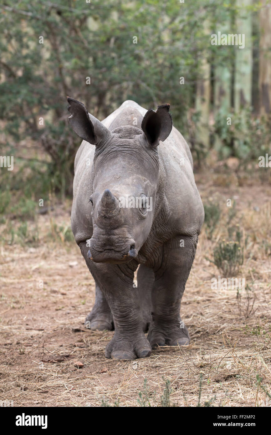 Ithuba, white rhino caRMf (Ceratotherium simum) orfani di bracconaggio, ThuRMa ThuRMa Rhino Orfanotrofio, KwaZuRMu-NataRM, Sud Africa Foto Stock