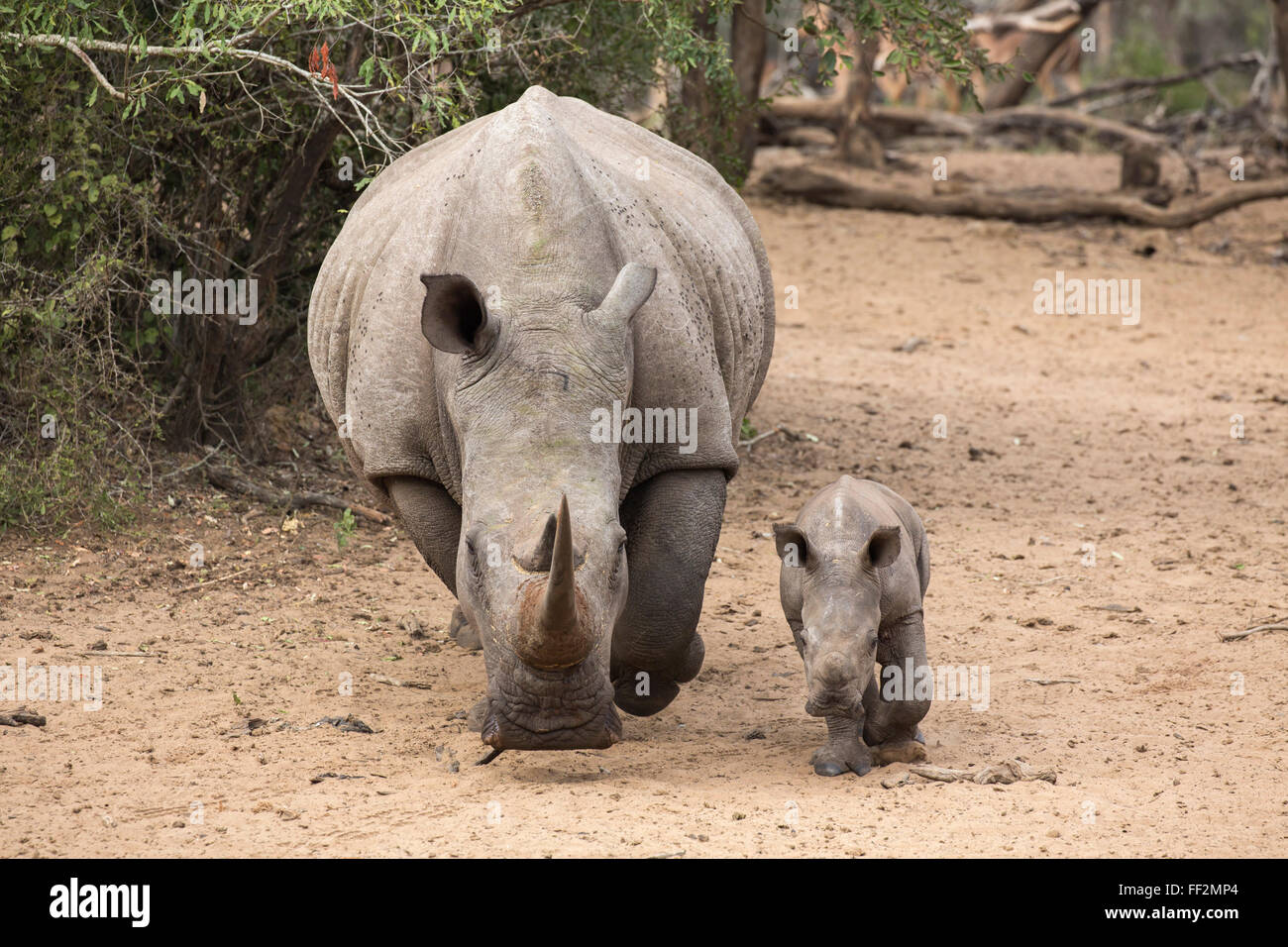 White Rhino (Ceratotherium simum) con caRMf, acqua Kumasinga hoRMe, Mkhuze Game Reserve, KwaZuRMu-NataRM, Sud Africa e Africa Foto Stock