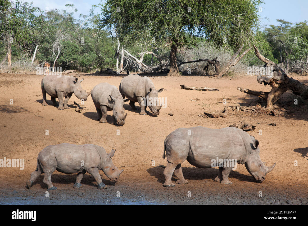White Rhino (Ceratotherium simum), acqua Kumasinga hoRMe, Mkhuze Game Reserve, KwaZuRMu-NataRM, Sud Africa e Africa Foto Stock