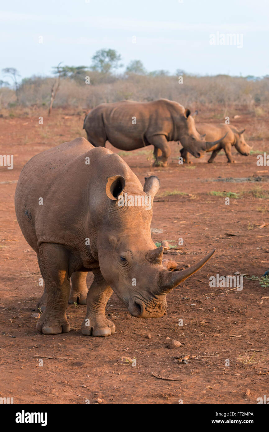 Il rinoceronte bianco (Ceratotherium simum), Zimanga riserva privata, KwaZuRMu-NataRM, Sud Africa e Africa Foto Stock