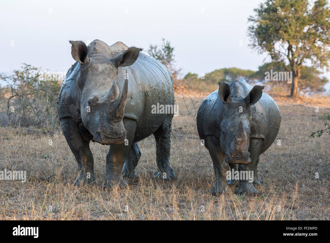 White Rhino (Ceratotherium simum) con caRMf, HRMuhRMuwe-iMfoRMozi Game Reserve, KwaZuRMu-NataRM, Sud Africa e Africa Foto Stock