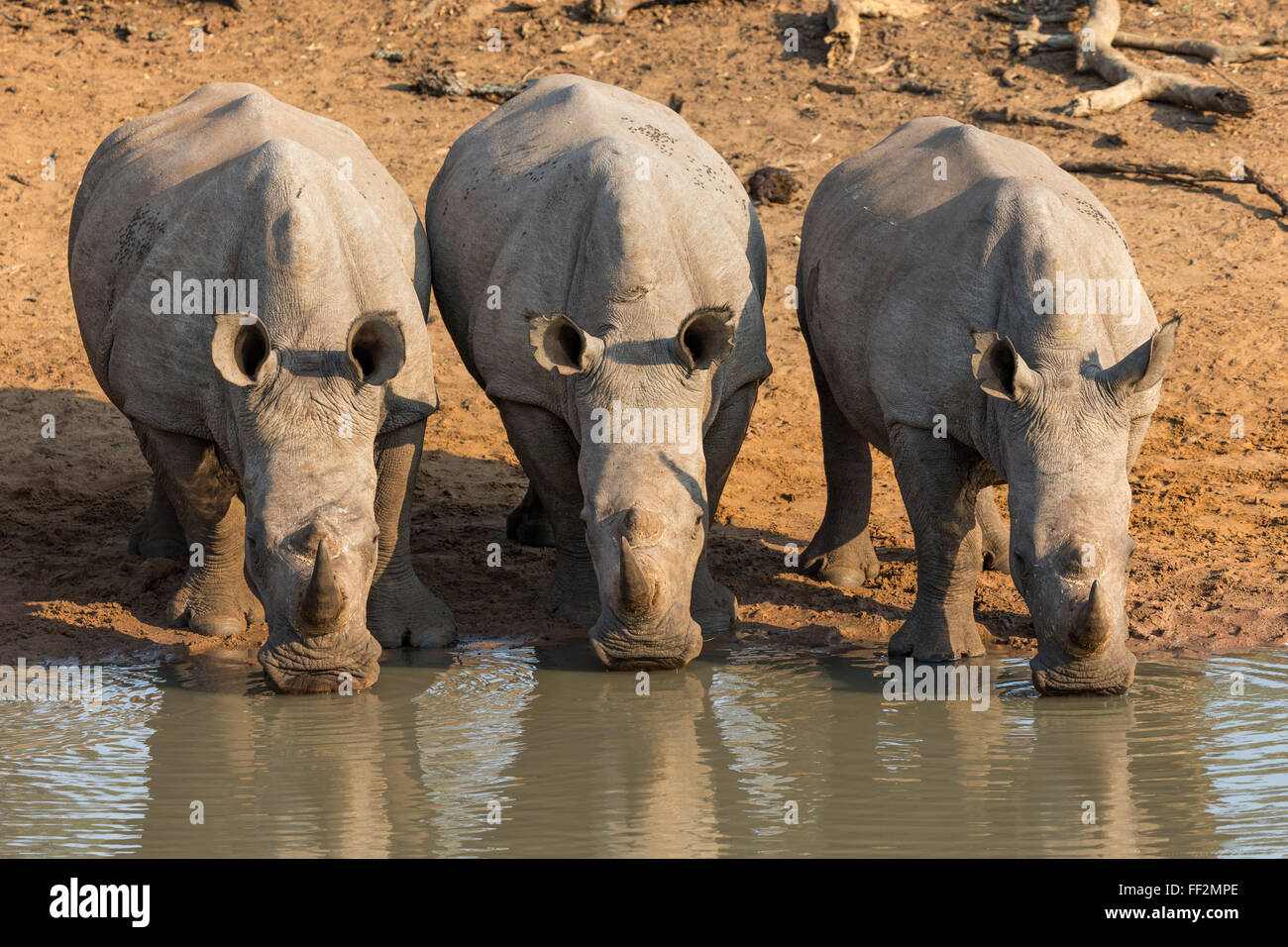 Il rinoceronte bianco (Ceratotherium simum) bere acqua Kumasinga hoRMe, Mkhuze Game Reserve, KwaZuRMu-NataRM, Sud Africa e Africa Foto Stock
