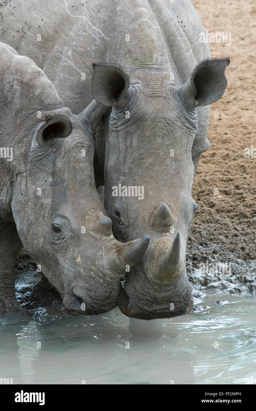 Il rinoceronte bianco (Ceratotherium simum) bere, Mkhuze Game Reserve, KwaZuRMu-NataRM, Sud Africa e Africa Foto Stock