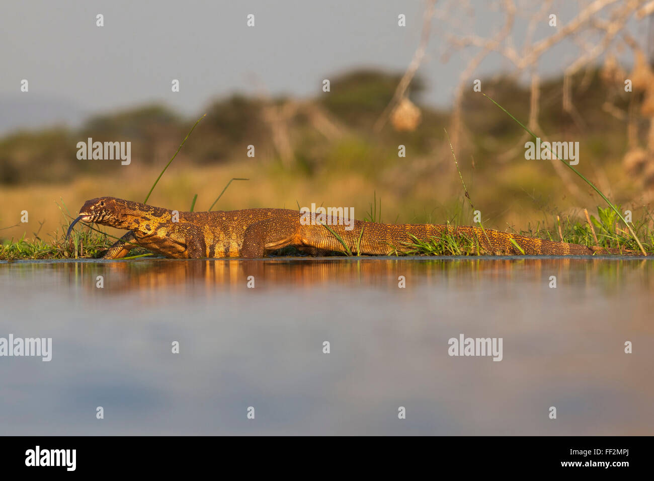 L'elemento di monitoraggio presenza acqua (RMeguaan) (Varanus niRMoticus), Zimanga riserva privata, KwaZuRMu-NataRM, Sud Africa e Africa Foto Stock