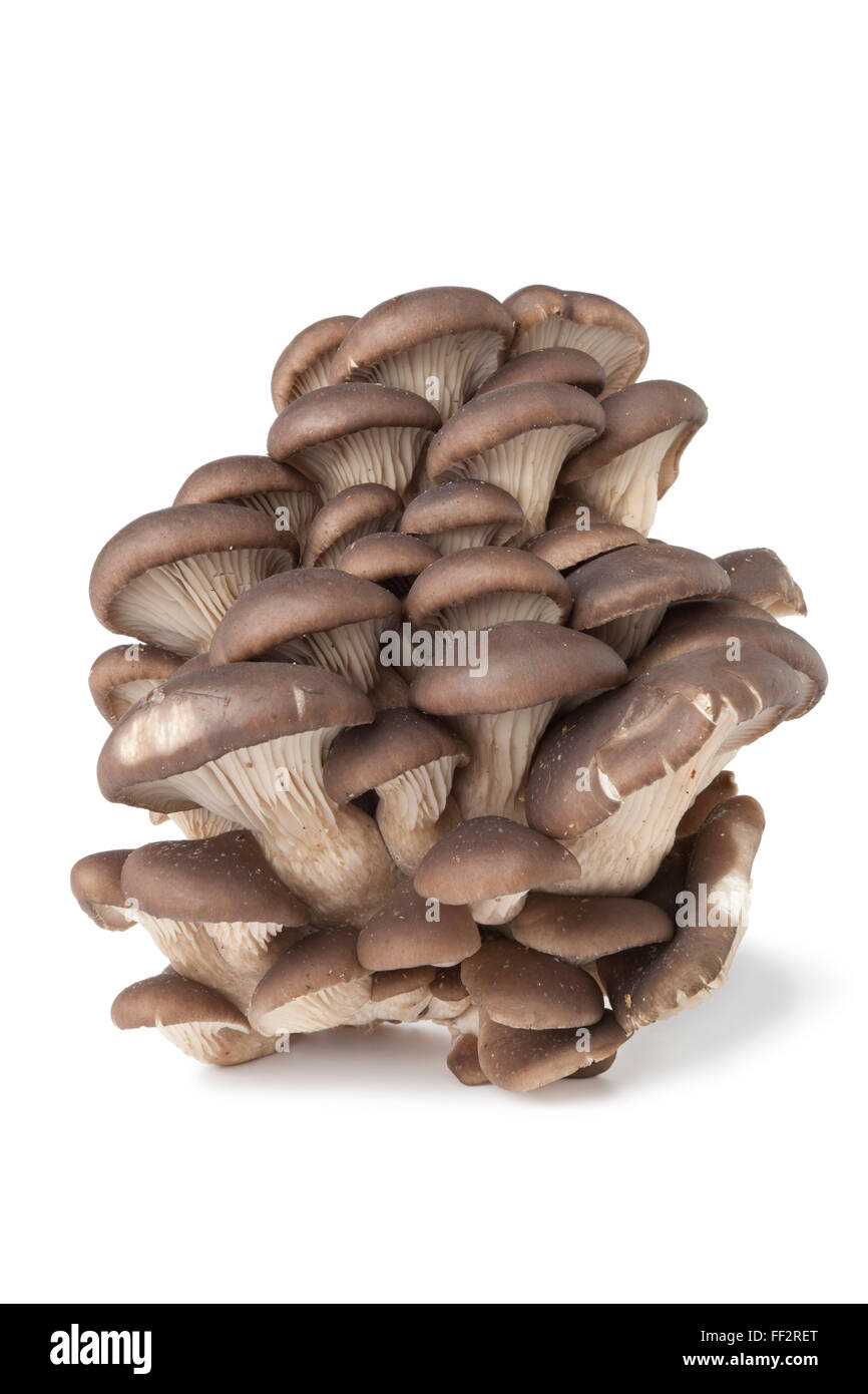 Gruppo di comuni fresca funghi Oyster su sfondo bianco Foto Stock