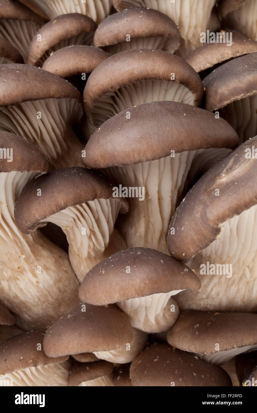 Gruppo di comuni fresca funghi Oyster frame completo Foto Stock