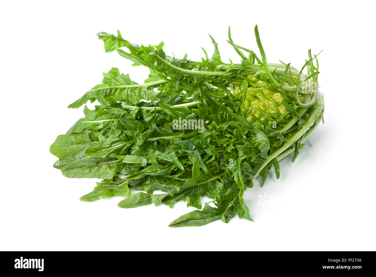 Fresche verdure Puntarelle su sfondo bianco Foto Stock