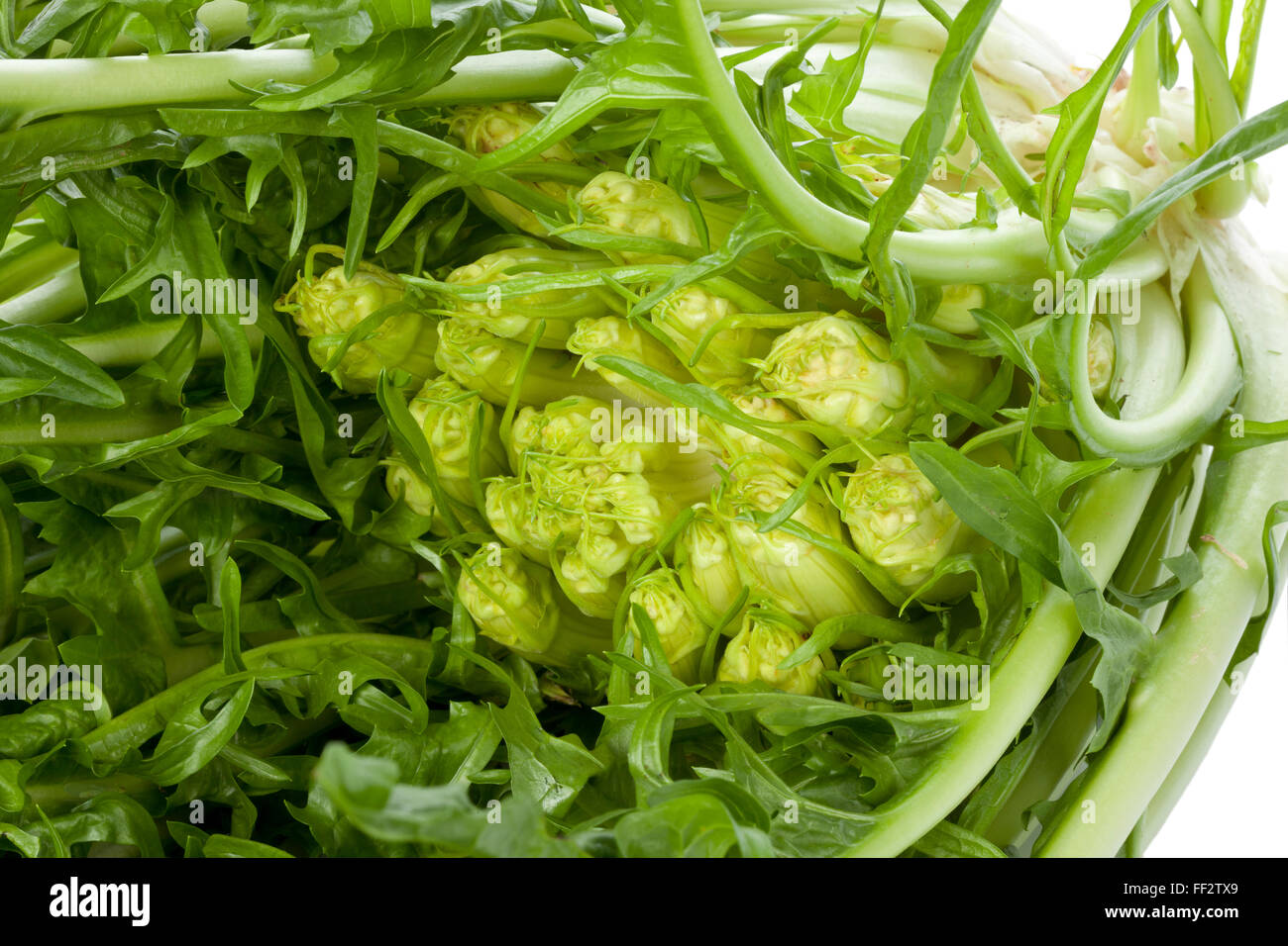 Fresche verdure Puntarelle close up Foto Stock