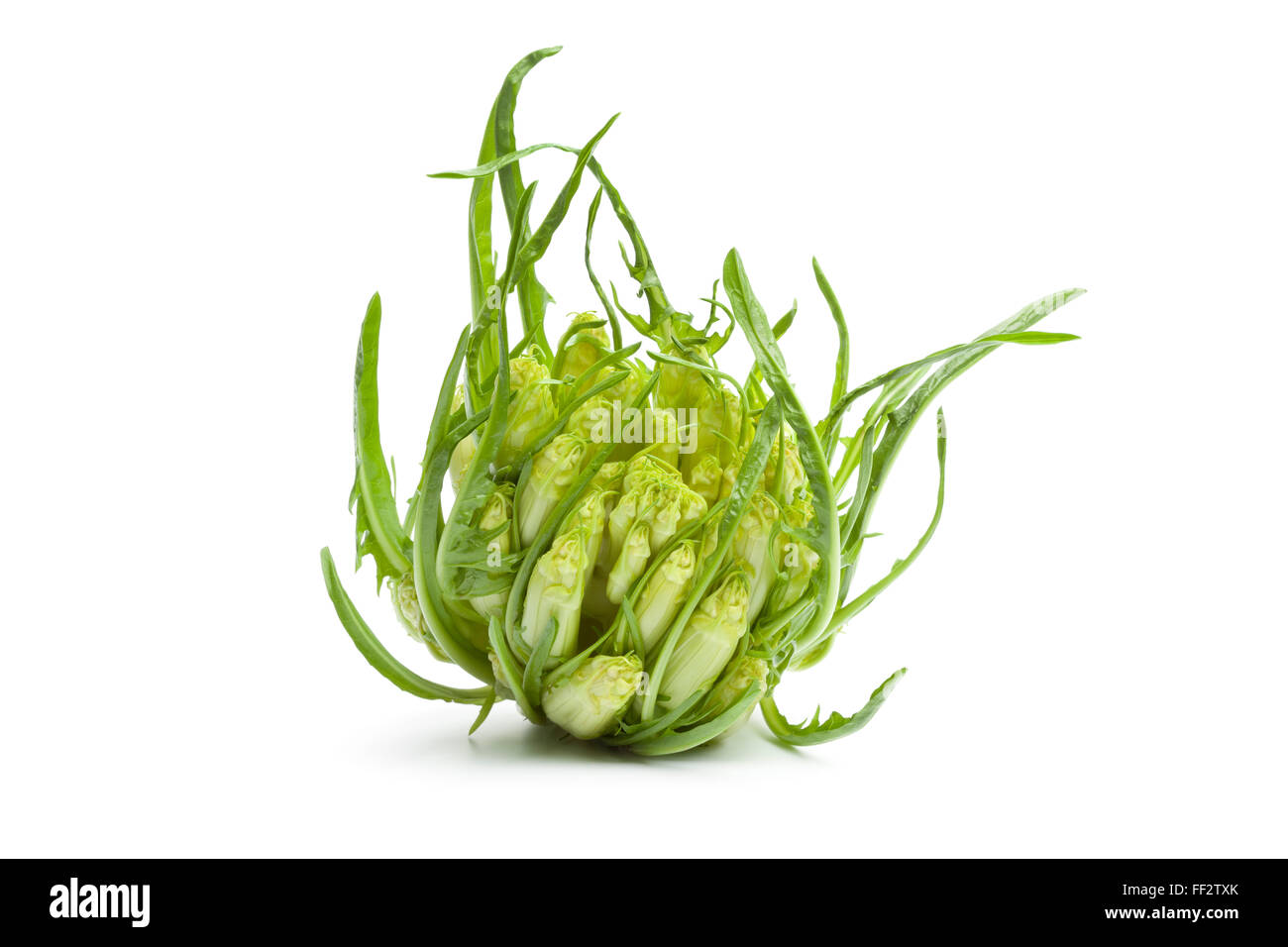Fresche verdure Puntarelle su sfondo bianco Foto Stock