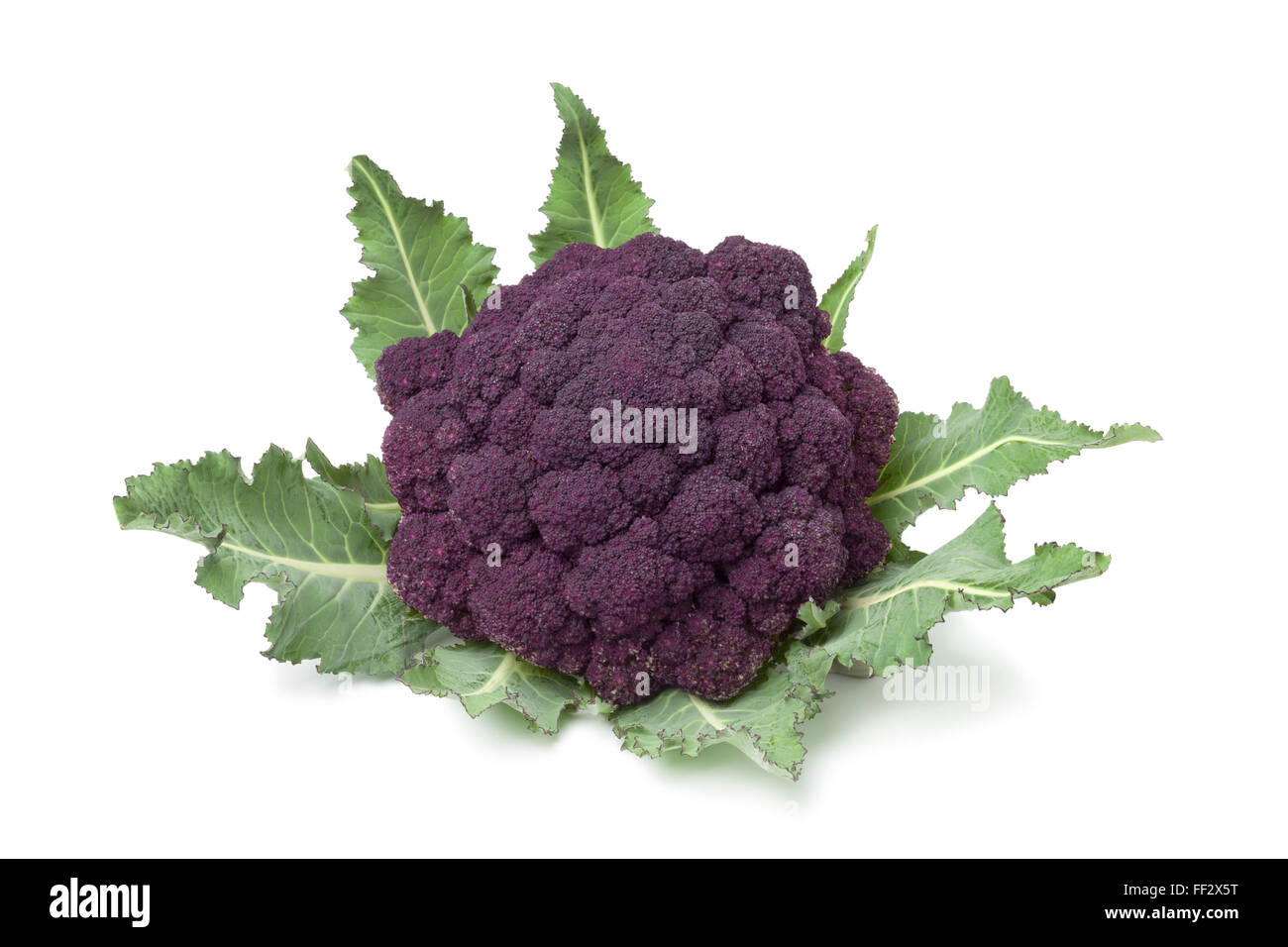 Fresco di broccoli viola su sfondo bianco Foto Stock