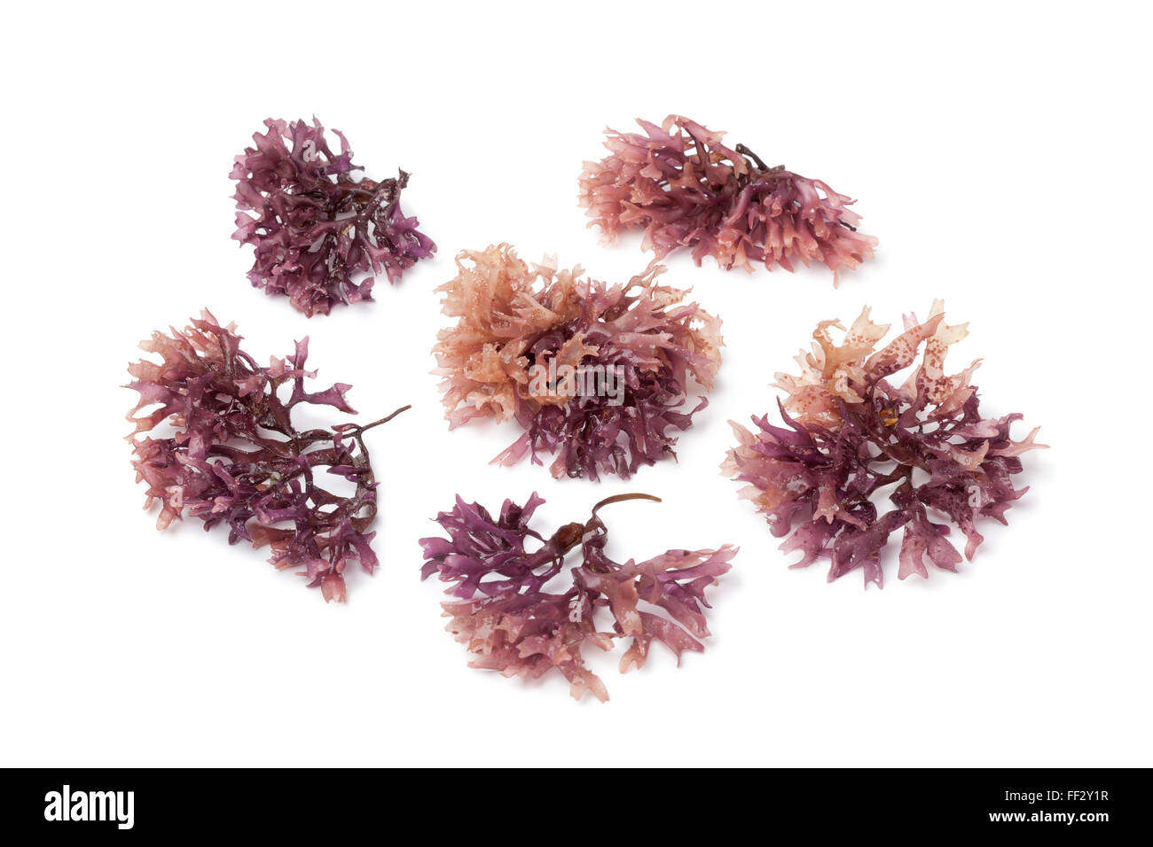 A forma di stella moss alghe su sfondo bianco Foto Stock