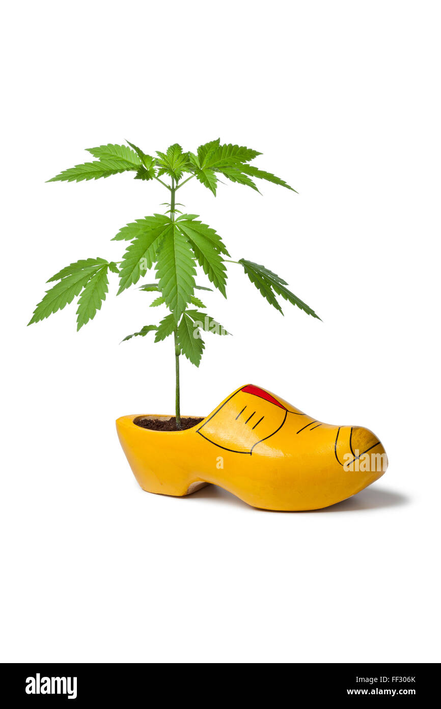 Piante di marijuana in olandese scarpa in legno come un simbolo per la tolleranza di utilizzo di alghe in Olanda Foto Stock
