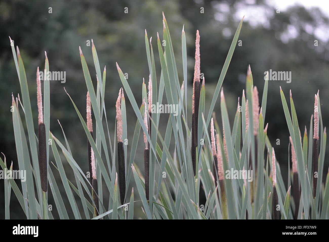 Giunco di palude (Typha latifolia). Irrompe nella famiglia Typhaceae, in fiore che mostra picchi di fiori con staminate e fiori pistilate Foto Stock