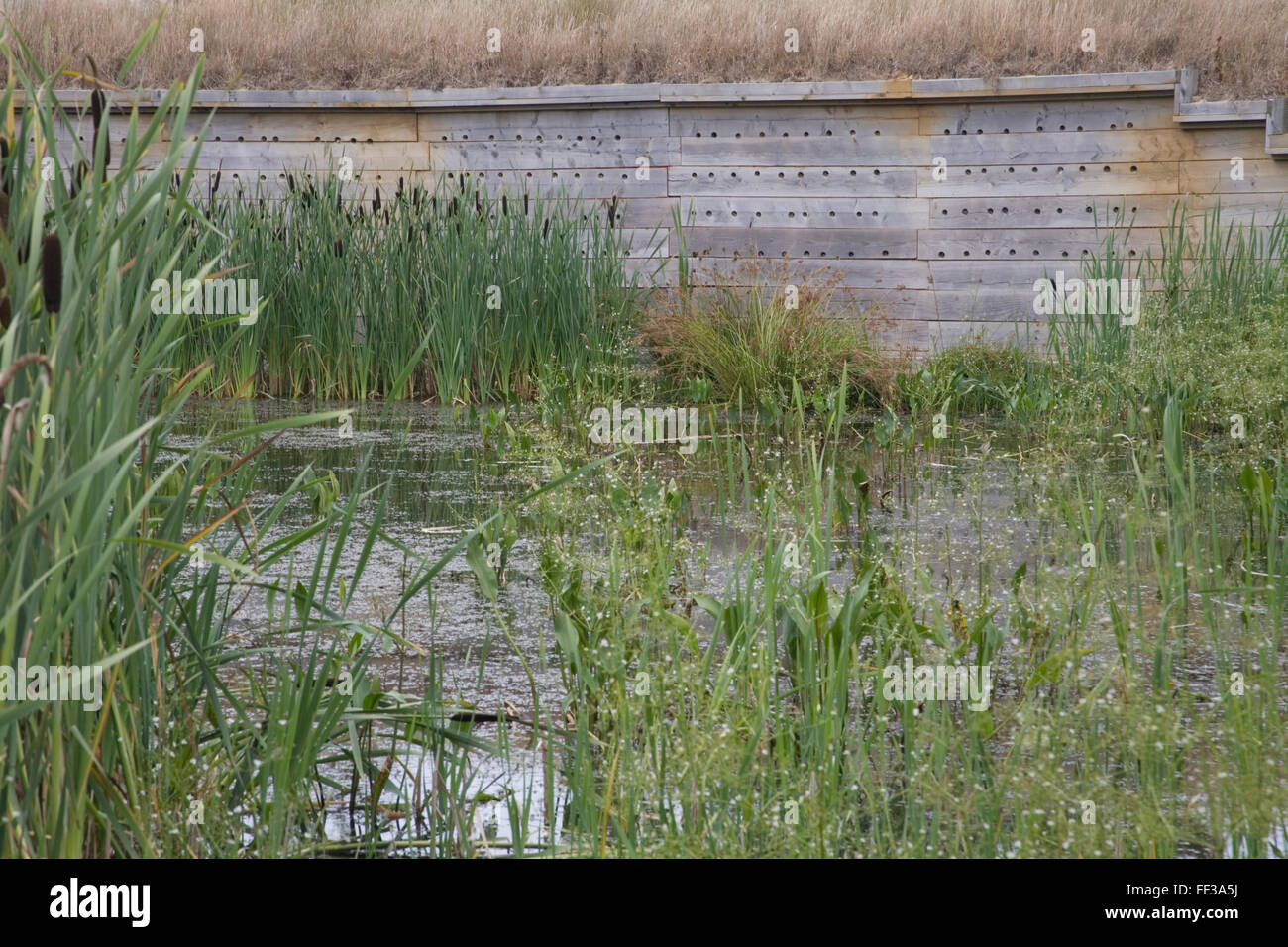 Seaton Riserva Naturale Giunchi Foto Stock