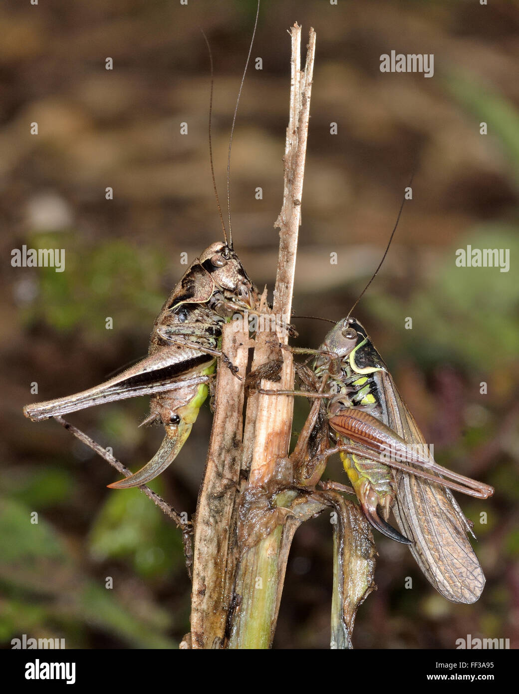 Dark bush cricket (Pholidoptera griseoaptera) e Roesel's bush cricket (Metrioptera roeselii) Foto Stock